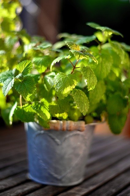 mint, herbs, peppermint, leaves, health, tea herbs, herbal plant, medicinal herbs, aroma, taste, culinary herbs, medicinal plant, herb, green, nature, scented herb, fresh